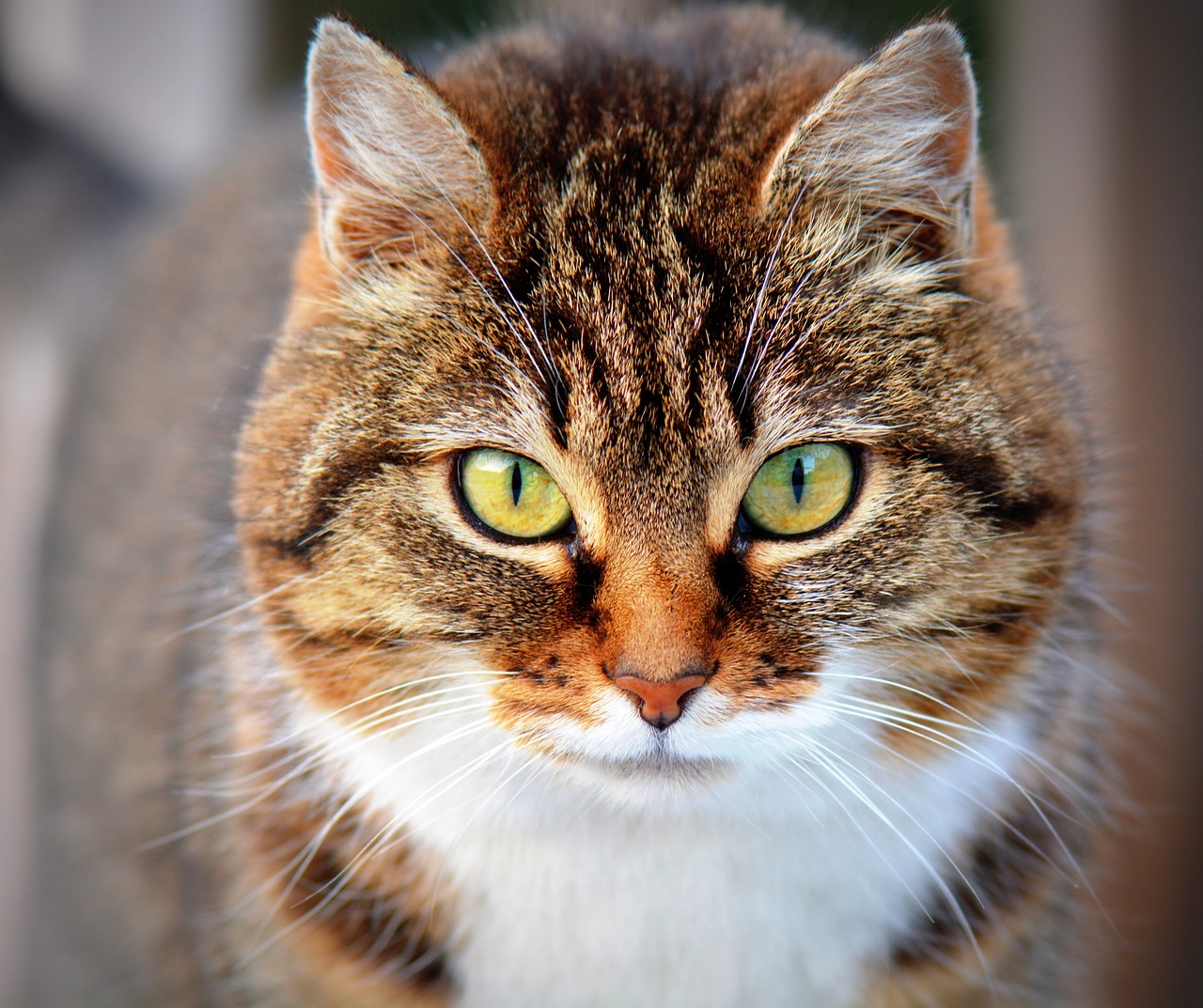 Exploring the Unique Features of the Burmese Cat